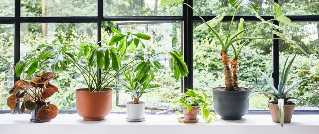 Planten